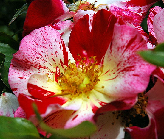 Rose, extreme close-up