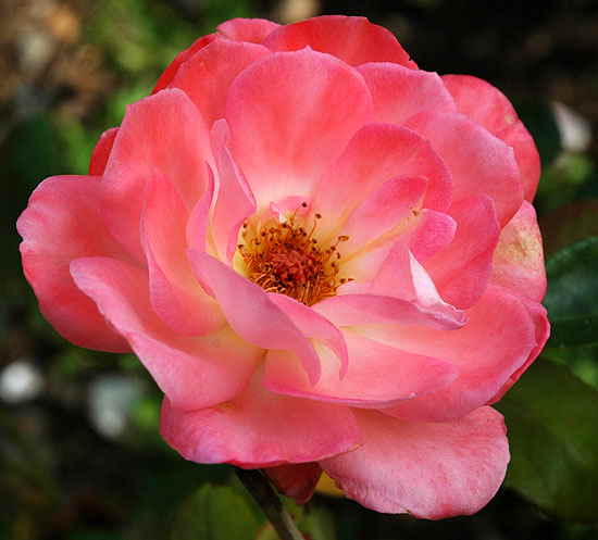 Rose, extreme close-up