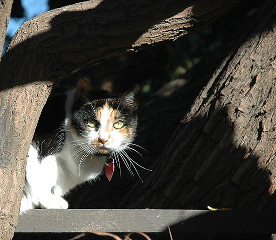 Cat in tree at the beach...