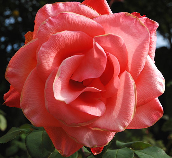 Rose in close-up 