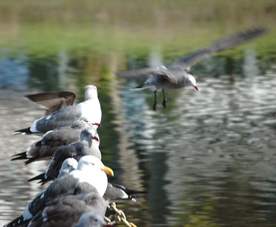 Gulls at the Playa del Rey lagoon 