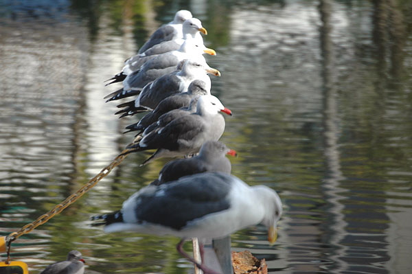 Gulls at the Playa del Rey lagoon 