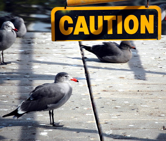 Gulls at the Playa del Rey lagoon 