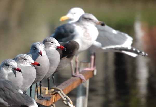 Gulls at the Playa del Rey lagoon 