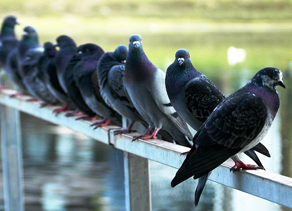 Pigeons at the Playa del Rey lagoon 