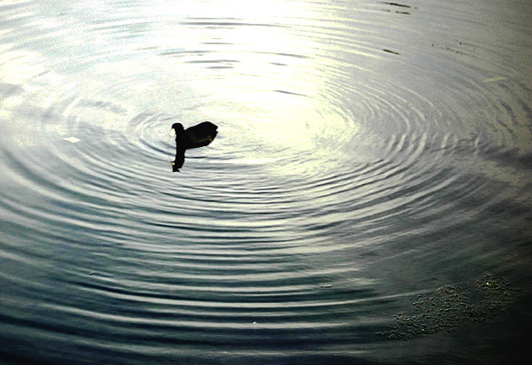 Duck at the Playa del Rey lagoon 