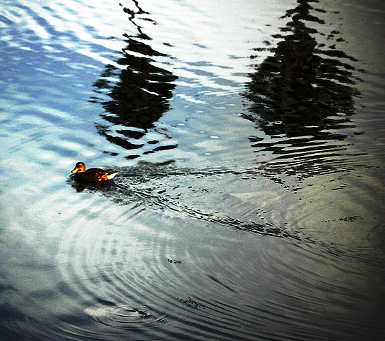 Duck at the Playa del Rey lagoon 