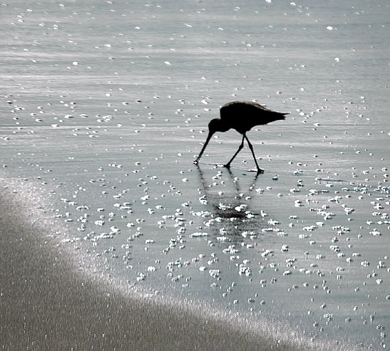 Marbled Godwit (Limosa fedoa), with bubbles, Manhattan Beach