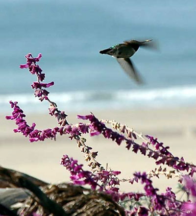 Hummingbird in flight, Palisades Park, Santa Monica, California, December 15, 2005