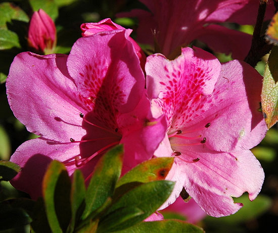 Azaleas