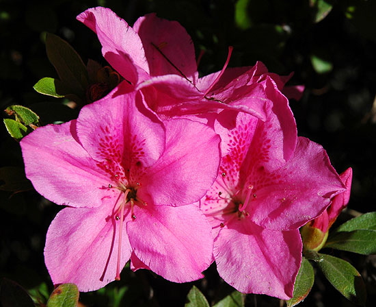 Azaleas