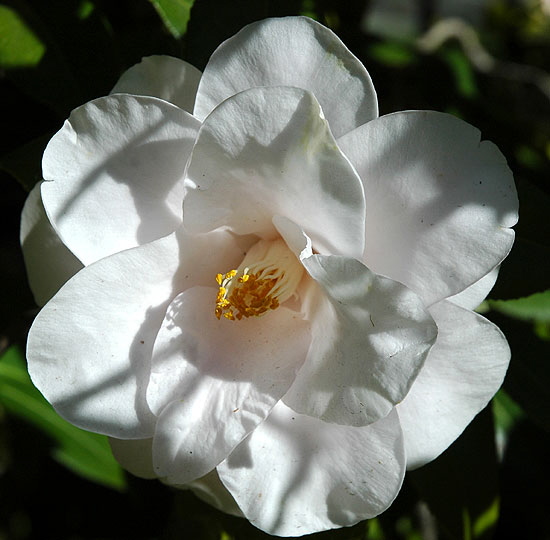 Christmas rose at the curb, Camden Drive, Beverly Hills - late afternoon, 22 December -