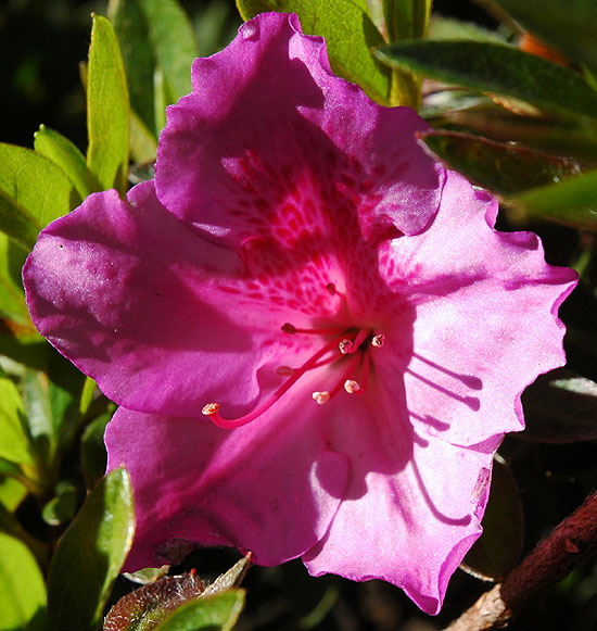 Azalea