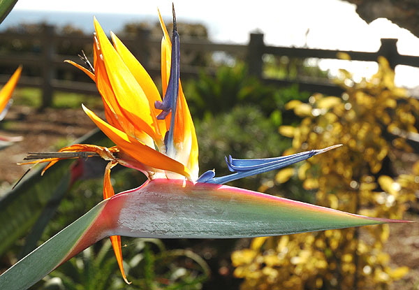 Strelitzia reginae