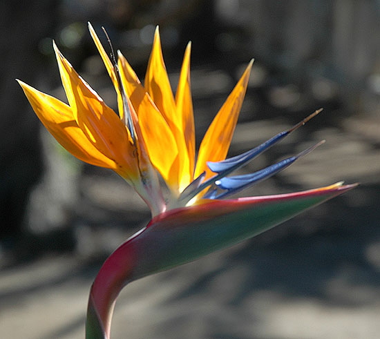 Strelitzia reginae