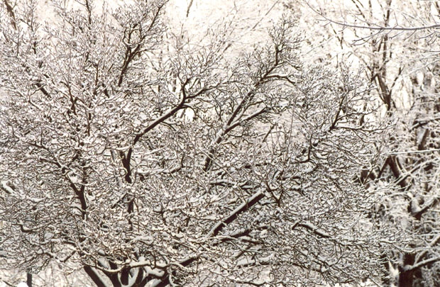 Ice Storm, Rochester, New York  -  Ice Paintings