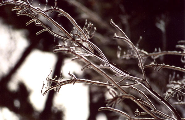 Ice Storm, Rochester, New York - Photograph Copyright  V. W. Hope, 2007, all rights reserved 