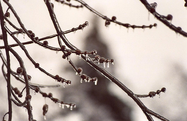 Ice Storm, Rochester, New York - Photograph Copyright  V. W. Hope, 2007, all rights reserved 