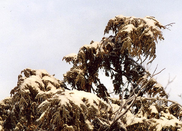 Ice Storm, Rochester, New York - Photograph Copyright  V. W. Hope, 2007, all rights reserved 