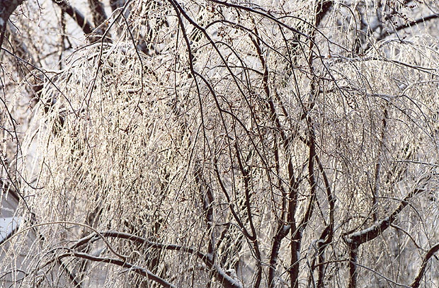 Ice Storm, Rochester, New York  -  Cold Morning Backlight