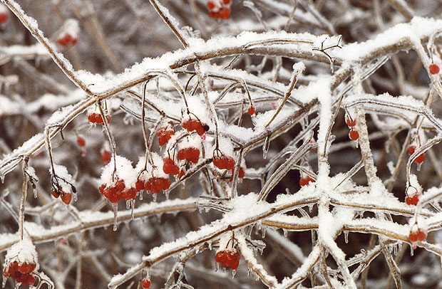 Ice Storm, Rochester, New York  -  Fall's Fruit