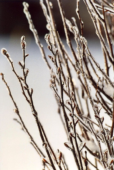 Ice Storm, Rochester, New York  -  Locked Down for the Winter 