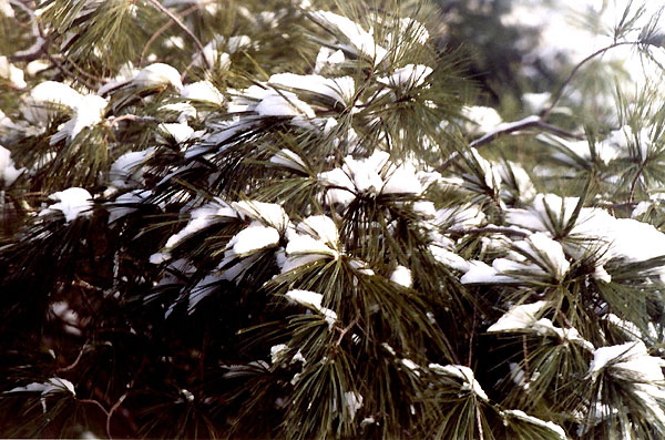 Ice Storm, Rochester, New York - Photograph Copyright  V. W. Hope, 2007, all rights reserved 