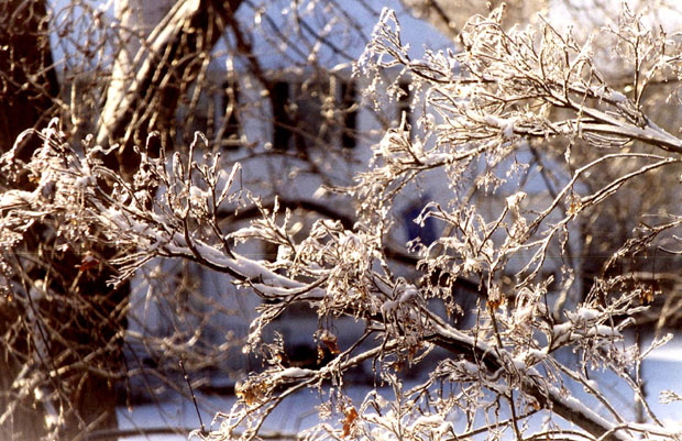 Ice Storm, Rochester, New York - Photograph Copyright  V. W. Hope, 2007, all rights reserved 