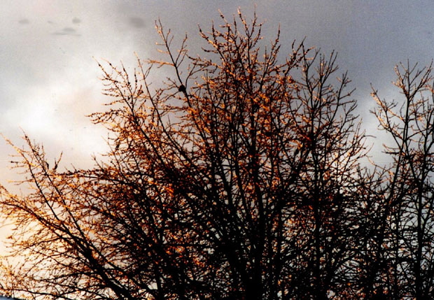 Ice Storm, Rochester, New York - Photograph Copyright  V. W. Hope, 2007, all rights reserved 