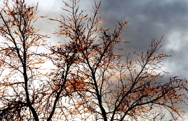 Ice Storm, Rochester, New York - Photograph Copyright  V. W. Hope, 2007, all rights reserved 