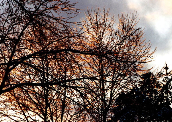 Ice Storm, Rochester, New York - Photograph Copyright  V. W. Hope, 2007, all rights reserved 