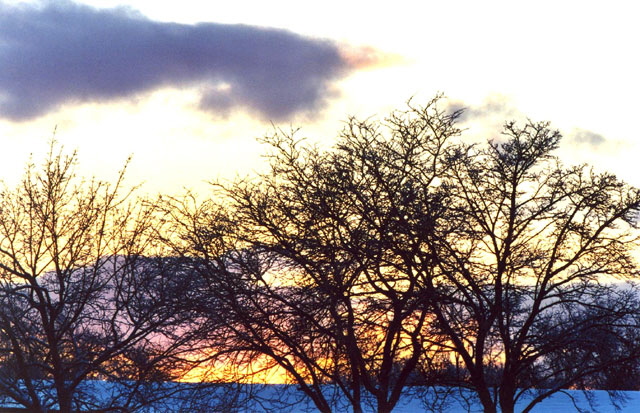 Ice Storm, Rochester, New York - Photograph Copyright  V. W. Hope, 2007, all rights reserved 