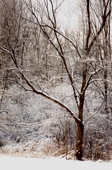 Ice Storm, Rochester, New York - Photograph Copyright © V. W. Hope, 2007, all rights reserved 