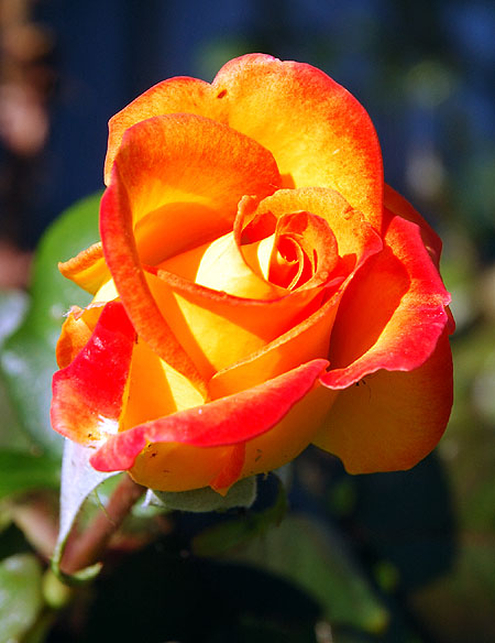 Orange rose