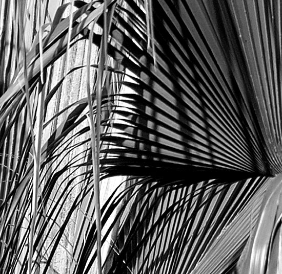 Palm frond geometry