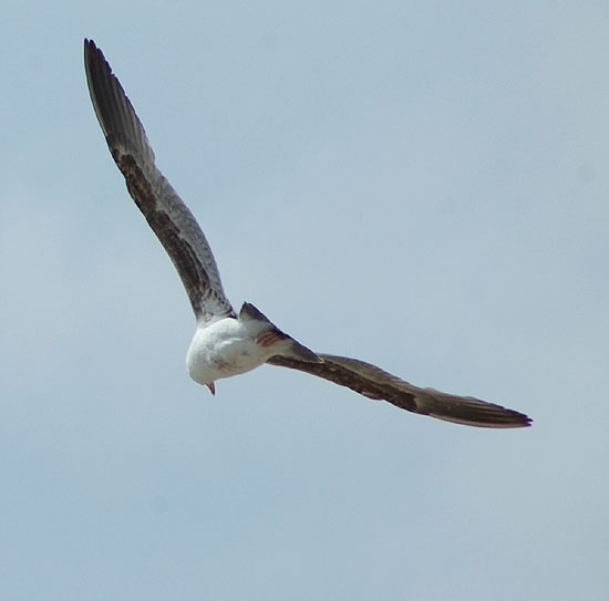 Gull riding the wind - Santa Monica Beach