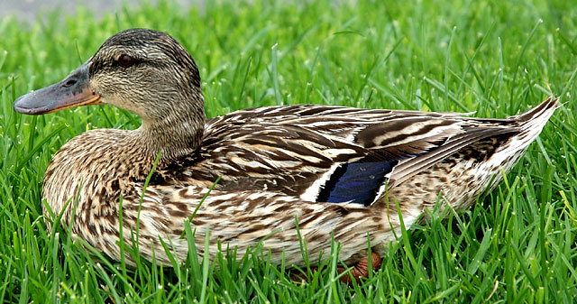 Duck resting in grass, Marina del Rey 