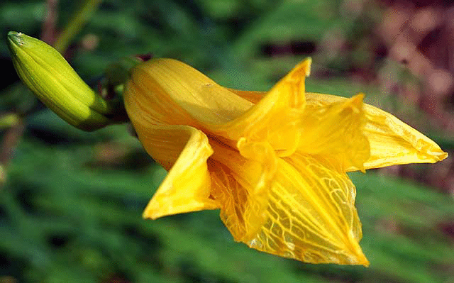 Daylily - Will Rogers Memorial Park, Beverly Hills 