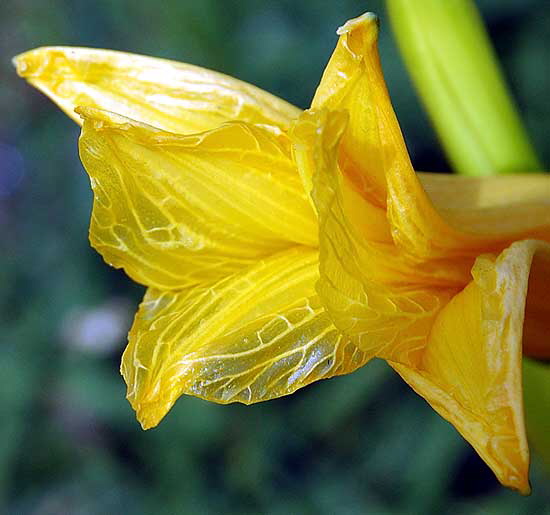 Daylily - Will Rogers Memorial Park, Beverly Hills 