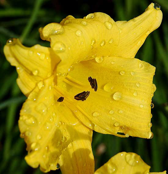 Daylily  wet  Will Rogers Memorial Park, Beverly Hills