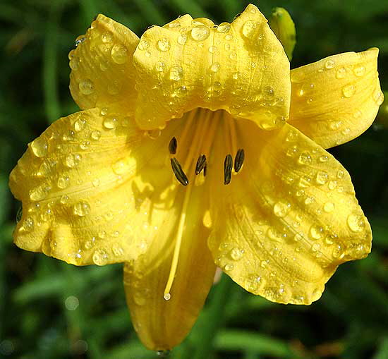 Daylily  wet  Will Rogers Memorial Park, Beverly Hills