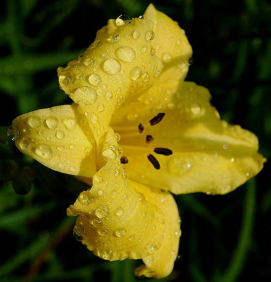 Daylily  wet  Will Rogers Memorial Park, Beverly Hills