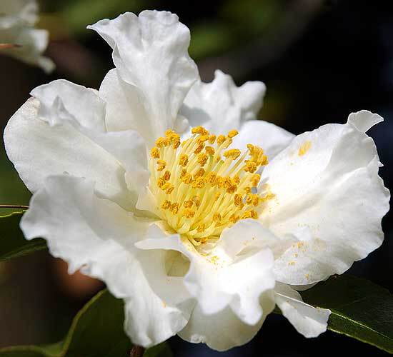 White bloom, yellow center, Will Rogers Memorial Park, Beverly Hills