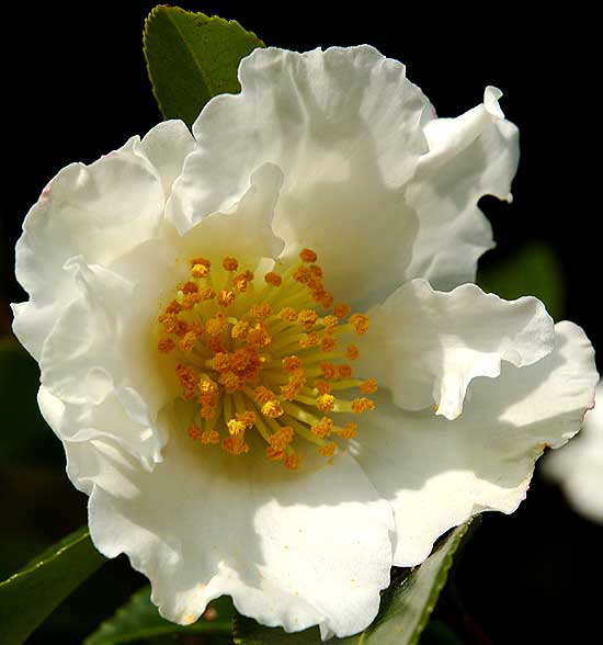 White bloom, yellow center, Will Rogers Memorial Park, Beverly Hills