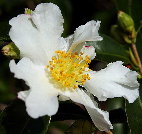 White bloom, yellow center, Will Rogers Memorial Park, Beverly Hills