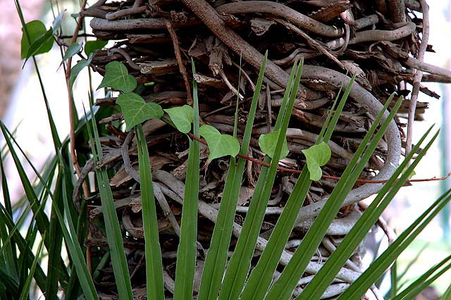 Mixed foliage and vines, Rogers Memorial Park, Beverly Hills 