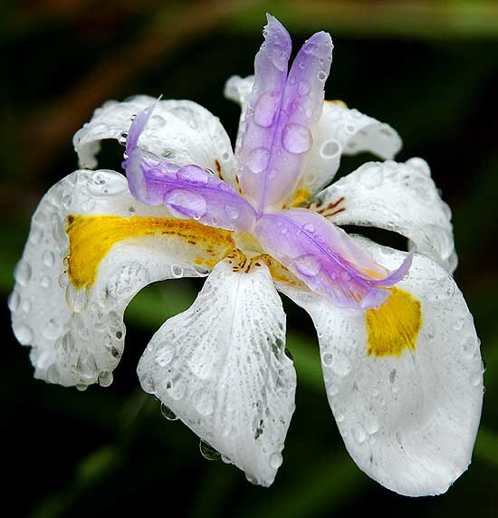 Rain-covered bloom, Sierra Bonita, between Hollywood and Sunset, Saturday, January 5, 2008 - Iris    