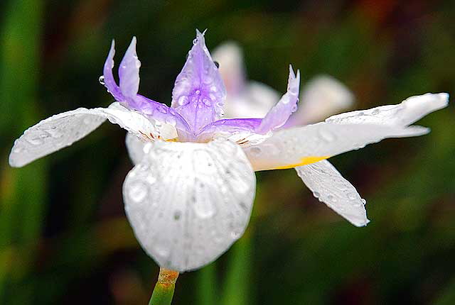 Rain-covered bloom, Sierra Bonita, between Hollywood and Sunset, Saturday, January 5, 2008 - Iris    