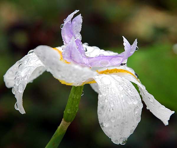 Rain-covered bloom, Sierra Bonita, between Hollywood and Sunset, Saturday, January 5, 2008 - Iris    