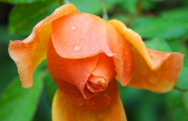 Rain-covered bloom, Sierra Bonita, between Hollywood and Sunset, Saturday, January 5, 2008 